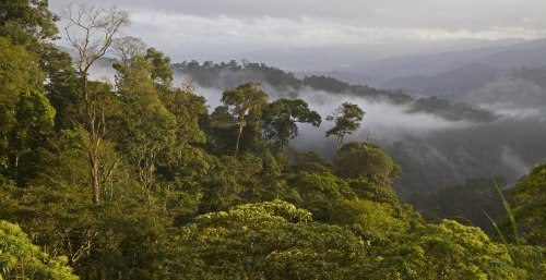 The highlands of northern Nicaragua, a productive shade coffee-growing region and refuge for migratory birds in winter. Photo by Scott Weidensaul.