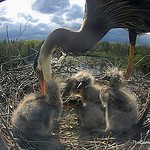 Nest cams – a wholly new view of birds