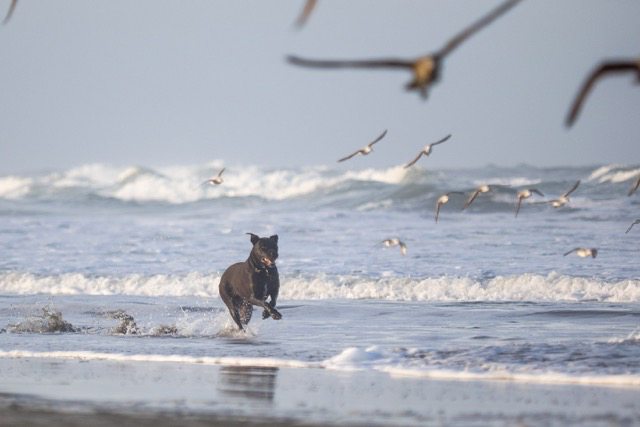Off-leash dog at Ocean Beach / Photo by Jouko van der Kruijssen