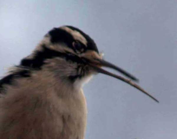 Downy Woodpecker with elongated beak, by James Tinius (USGS)