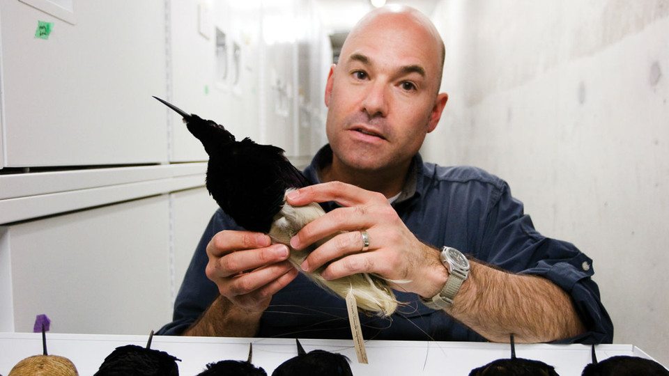 Jack Dumbacher with a bird specimen / Photo by California Academy of Sciences