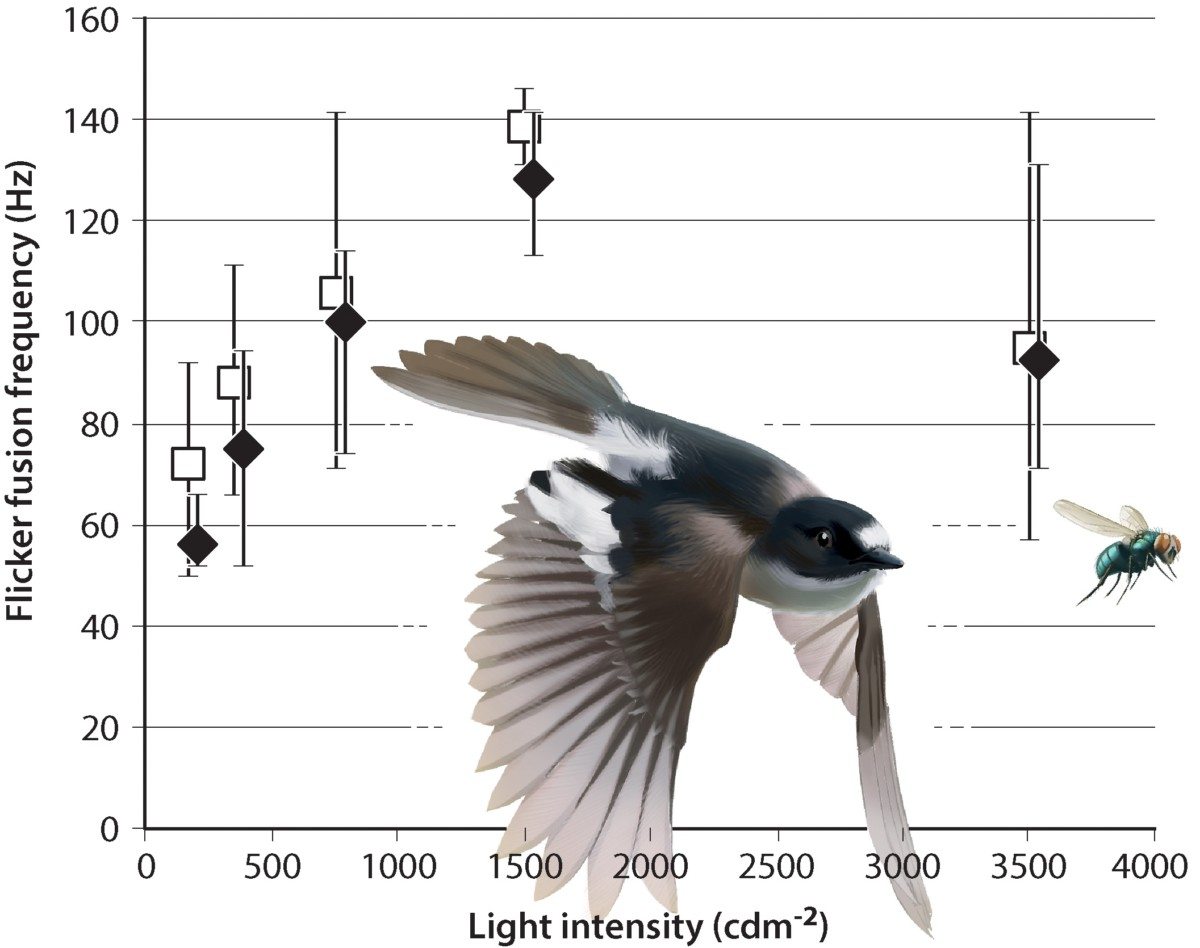 Flicker fusion frequencies for Collared (closed diamonds) and Pied Flycatchers (open squares). From PLoS One website. Averages are shown together with ranges for seven Collared and eight Pied Flycatchers tested repeatedly in different light intensities. Note that the speed of birds vision peaks in middle light intensities, when it is not too light and not too dark. 