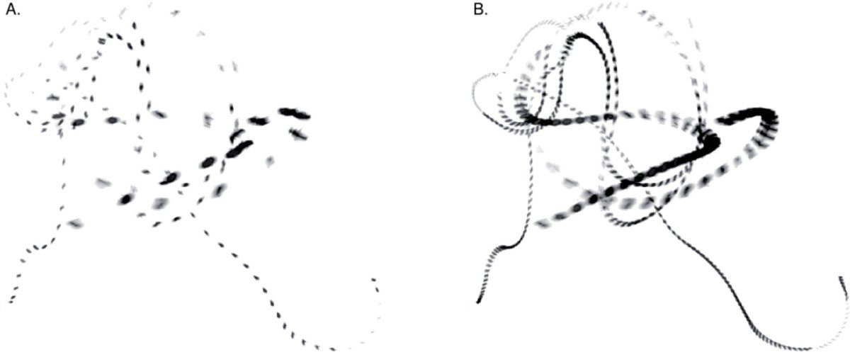 The flight paths of two blue bottle flies sampled from high speed videos, showing the time resolution at 40 frames per second (the typical human visual speed) vs. 120 frames per second (the typical avian visual speed). 
