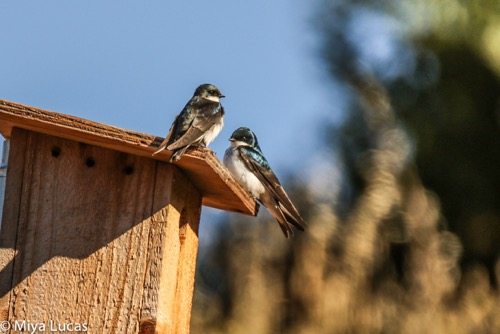 Nesting pair of Tree Swallows on Eco-ed nest box / Photo by Miya Lucas