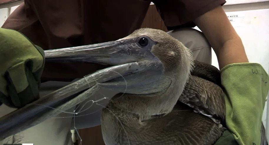 Pelican entangled in discarded fishing line 