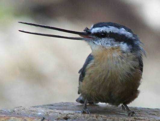 Red-breasted Nuthatch with elongated beak, by Diane Henderson (USGS)