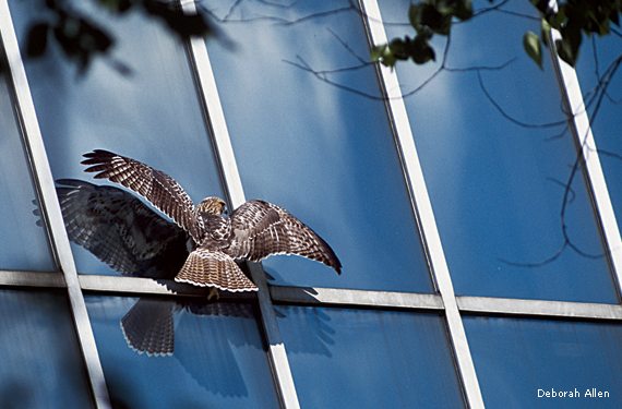 Red-tailed Hawk at a window. Photo by Deborah Allen/National Wildlife Federation