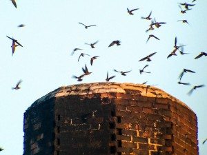 Vaux's Swifts entering the chimney in 2014 / Photo by Michael Helm