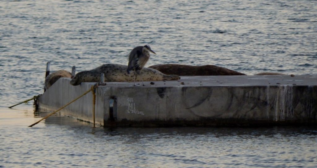 Harbor seals and Great Blue Heron on new floating dock