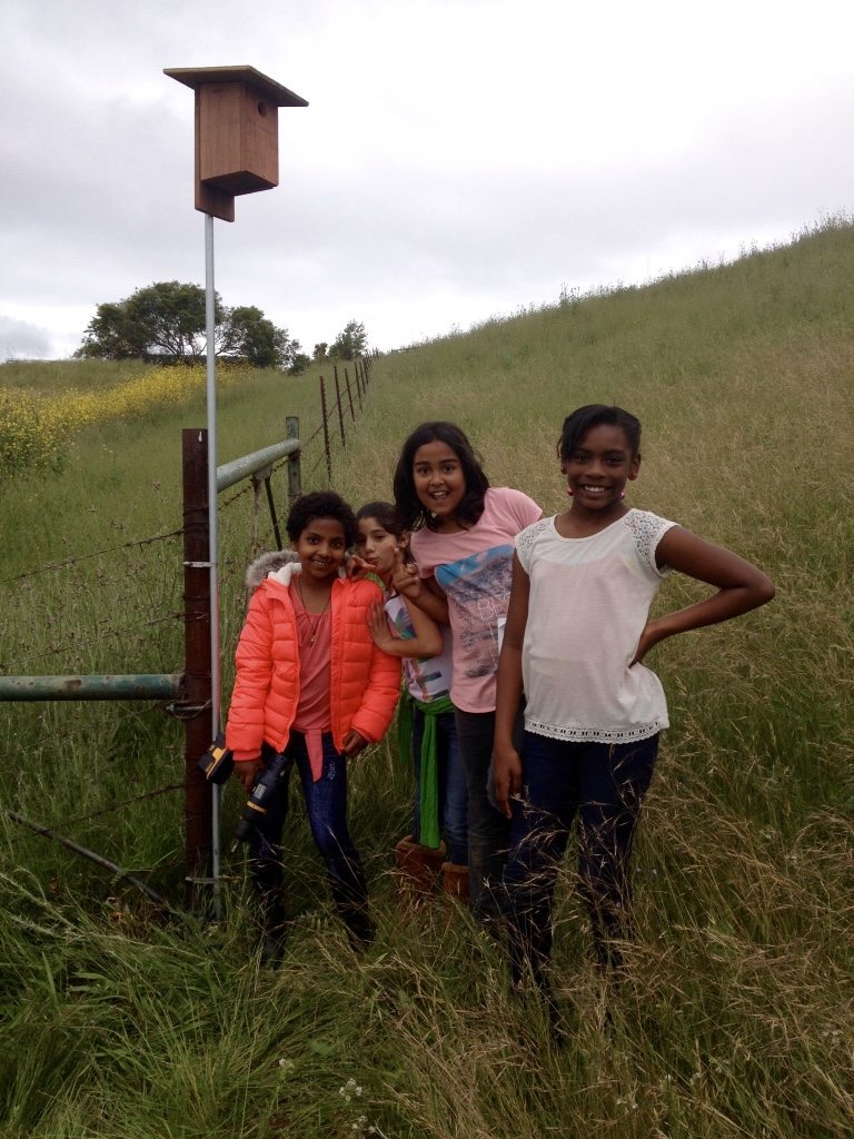 Girls from Stege Elementary erecting the box that Western Bluebirds used / Photo by Anthony DeCicco