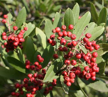 Toyon berries, a favorite of Cedar Waxwings