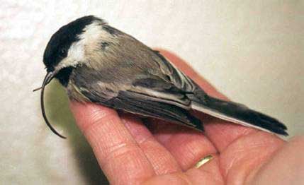Black-capped Chickadee with overgrown upper mandible (USGS photo)